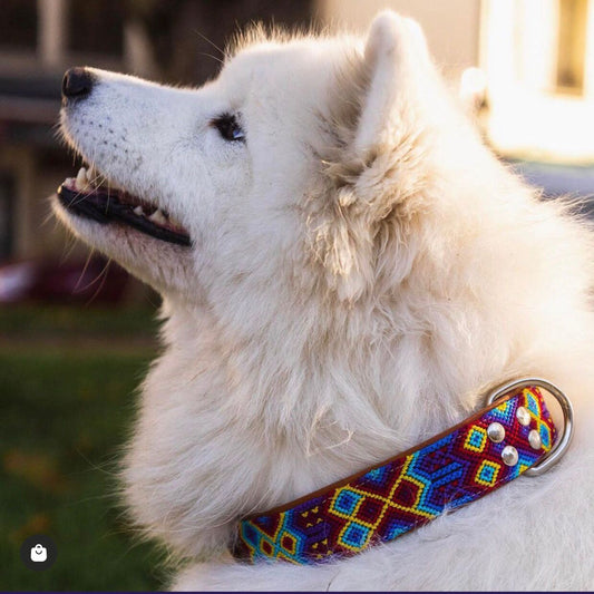 Kožený obojek Calvira S