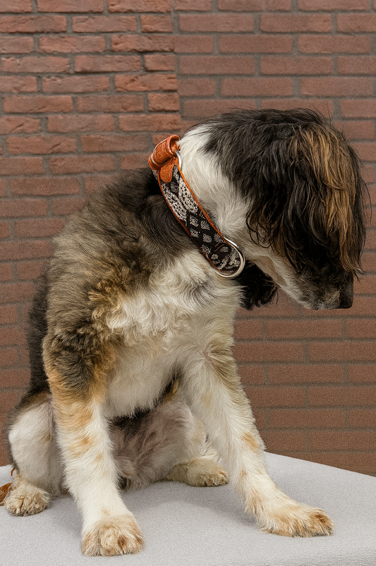 Kožený obojek Ocotlán M