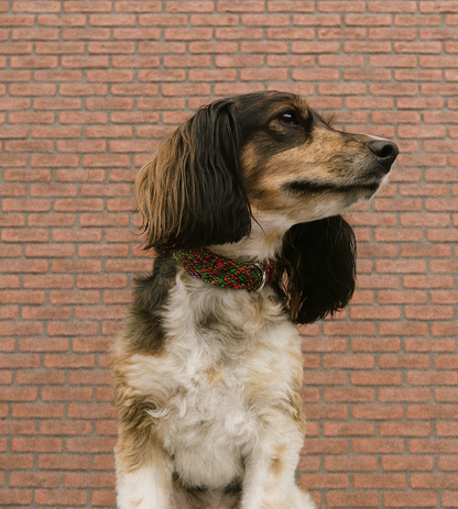 Leather collar Zorrico S