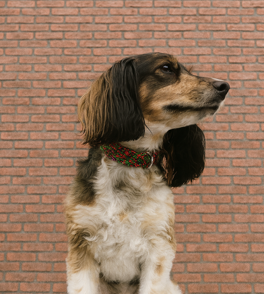 Leather collar Zorrico S