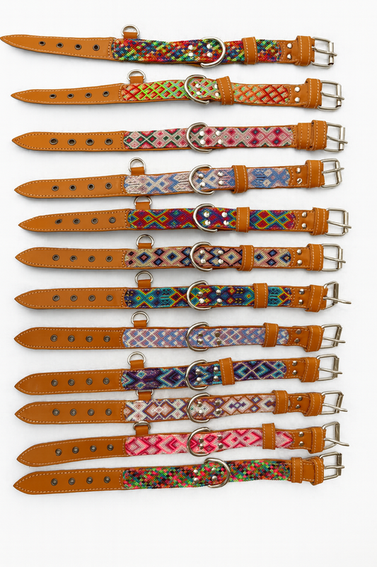 Leather collar Cazolte S
